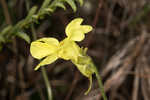 Yellow butterwort